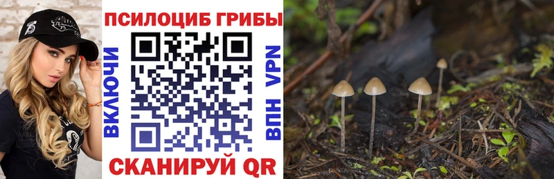 Псилоцибиновые грибы Psilocybe  Купить где  Ахтырский 